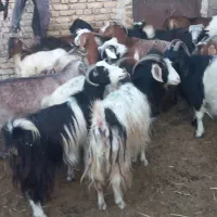فروش بز  گوسفند|حیوانات مزرعه|تبریز, |دیوار