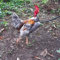 خروس گردن لخت خوشگل و جوجه
