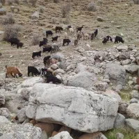 بزغاله نر