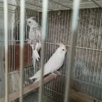 عروس هلندی، تازه جفت، جفت بالغ، کارداده ، جوجه