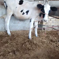 گوساله ماده