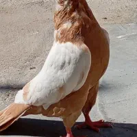 سینه پرتغالی نر