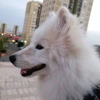 سگ سامویید فول تربیت