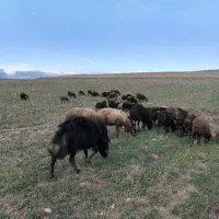 میش وبره وقوچ