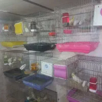 فروش عروس با تخم و جوجه