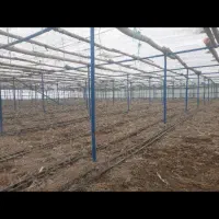 گلخانه ۱۵۰۰متری