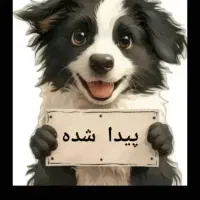 سگ پیدا شده حوالی شهرک ناز و خوشنام