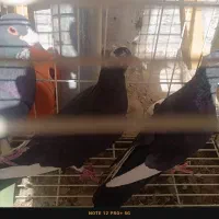 سه عدد کفتر گوک