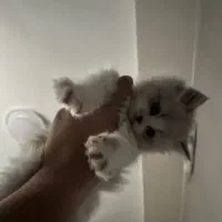 گربه بریتیش|گربه|فردیس, فردیس|دیوار