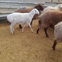 گوسفند زنده جهت عقیقه قربانی بره نر ماده میش بزغال