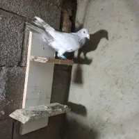 کوهی گرفتنی نر|پرنده|شوشتر, |دیوار