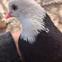 کفتر طوقی ماده|پرنده|زید آباد, |دیوار