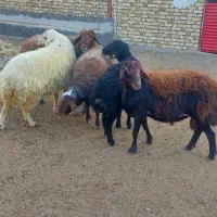 تعداد محدود قوچ ژندار به فروش میرسد