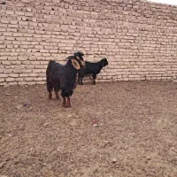 کهره و میش|حیوانات مزرعه|مرودشت, تخت جمشید|دیوار