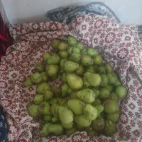 گلابی