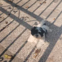 توله سه ماهه شیتزو