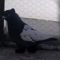 رنگه صید مفت