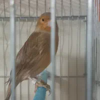 فروش قناری2/800تومان|پرنده|مرودشت, نقش رستم|دیوار