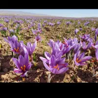 زعفران تربت