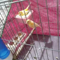 قناری جفت|پرنده|قدس, شهرقدس|دیوار