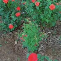 راهنمایی