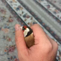 سهره|پرنده|مریوان, |دیوار