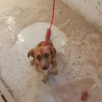 سگ گم شده پیدا شده