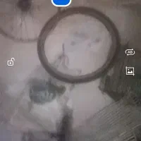 دوچرخه 20|دوچرخه، اسکیت، اسکوتر|مشهد, مصطفی خمینی|دیوار