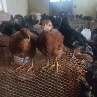 جوجه مرغ گلپایگان