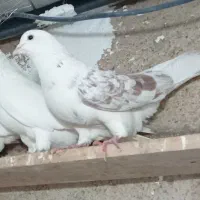 طوقی فروشی|پرنده|اردبیل, |دیوار