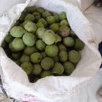 گردو تازه درجه یک شرطی