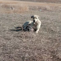 سگ ماده پژدر|سگ|چالدران, |دیوار