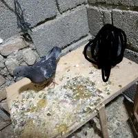 جان آردن اصل|پرنده|هشتگرد, تهران دشت|دیوار