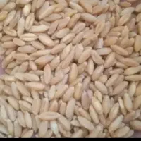 گندم آبی الوند