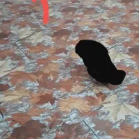 کبوتر سوسکی گمشده