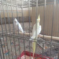 یک جفت عروس مولد