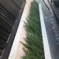 خدمات باغبانی باغچه کاری گل کاری تمام نقاط تهران|خدمات باغبانی و درختکاری|تهران, سعادتآباد|دیوار