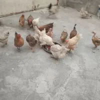 مرغ‌‌تخم‌گذارمحلی