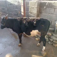 گوساله ماده