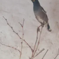 مینا|پرنده|مشهد, کوی سیدی|دیوار