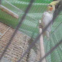 عروس هلندی لوتینو