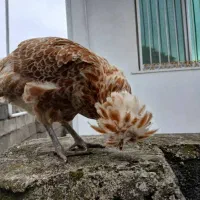 یک عدد مرغ پولند اصل