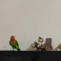 طوطی برزیلی|پرنده|کرمانشاه, |دیوار