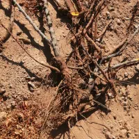 نهال زرشک پریشه|خدمات باغبانی و درختکاری|بیرجند, |دیوار