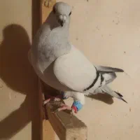 شامی موشی|پرنده|مرودشت, رودبال|دیوار