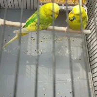 مرغ عشق انگلیسی