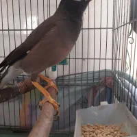 مینا نر سخنگو دستی