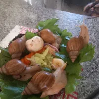 حلزون آلبینو|خزنده|کرمانشاه, |دیوار