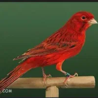 پذیرش پرندگان واگذاری قناری سهره فنچ پرنده|پرنده|تهران, مجیدآباد|دیوار