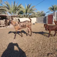 بزها ی پاکستانی اصل دار